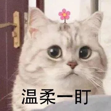 猫咪头顶小粉花