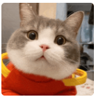 土豆猫咪表情包